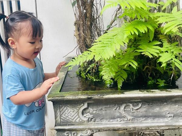 Cây dương xỉ 